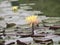 Blossom yellow waterlily
