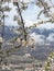 blossom in the yung spring and snow on the montain in the horizon