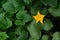 Blossom zucchini flower in middle of green leaves