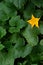 Blossom zucchini flower in middle of green leaves