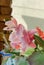 Blossom of Zygocactus truncatus flower