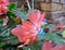 Blossom of Zygocactus truncatus flower