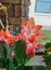 Blossom of Zygocactus truncatus flower