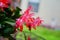 Blossom of Zygocactus truncatus flower