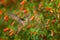 Blossomcrown Anthocephala floriceps, hummingbird, in red bloom flower garden, Santa Marta in Colombia. Bird fly in the nature