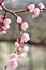 Blossomed apricot tree