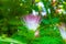 Blossomed beautiful  Persian silk tree