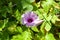 Blossomed, beautiful, purple Elephant creeper flowers