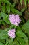 Blossomed beautiful purple pentas flowers