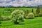 Blossomed Bird cherry tree under West Tatras mountains