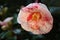 Blossomed camellia plant flower bud from white pink and fuchsia fantastic colors on green tree