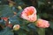 Blossomed camellia plant flower bud from white pink and fuchsia fantastic colors on green tree