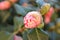 Blossomed camellia plant flower bud from white pink and fuchsia fantastic colors on green tree