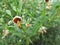 Blossomed flower medicinal herb Plant common leaves with beautiful orange-green buds and juicy round leaves