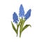 Blossomed Muscari flowers, retro botanical drawing. Grape hyacinth, vintage floral plants. Realistic detailed gorgeous