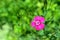 Blossomed pink carnation flower
