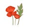 Blossomed poppies and leaf. Red flowers of papaver drawn in retro style. Blooming remembrance floral plant with gorgeous