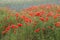 Blossomed poppy flowers in the field