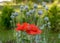 Blossomed poppy heads, close-up view, blurred background, summer