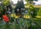 Blossomed poppy heads, close-up view, blurred background, summer