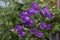 Blossomed  purple Canterbury bells flowers