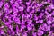 Blossomed purple Trailing Lobelia flowers /Lobelia Erinus Sapphire/ or edging Lobelia in a spring day.