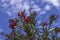 Blossomed red flowers of spring oleander against a blue sky
