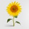 A blossomed sunflower with golden petals, standing on a green stem with leaves, harvest object for organic products from seeds