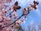 Blossomed tree branch with pink blossoms