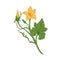 Blossomed and unblown flower buds on cucumber or pumpkin plant with stem and leaves. Detailed vintage-styled botanical