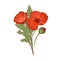 Blossomed and unblown poppy buds. Red flowers with leaves and stems drawn in retro style. Blooming remembrance papaver