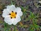 Blossomig Gum rockrose in the countryside from Alentejo in Portugal