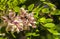 Blossoming acacia tree with a bumblebee seating on flower