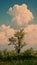 Blossoming acacia trees and clouds