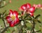 Blossoming of Adenium