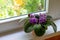 Blossoming african violet flower saintpulia on windowsill home.Close up