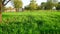 Blossoming agriculture field with Jau or Barley crop in India. Green landscape view in field