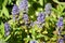 The blossoming Ajuga creeping Ajuga reptans L., lit with the sun