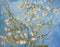 Blossoming Almond Tree. Beautiful oil painting on canvas. Based on the great painting by Van Gogh, 1890. Brush strokes and canvas