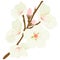 Blossoming almond tree branch with flowers. Vector illustration.