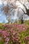 Blossoming almond tree branches and purple flowers in a field du