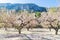 Blossoming almond tree garden with mountain and blue sky background at sunny day in Spain