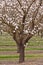 Blossoming almond tree in an orchard