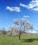 Blossoming almond trees