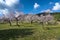 Blossoming almond trees