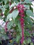 Blossoming amaranth having a tail
