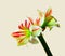 Blossoming Amaryllis ambiance on light yellow background