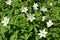 Blossoming anemony dubravny (Anemone nemorosa L. )