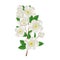 Blossoming apple branch with white flowers. Fresh spring flowers.