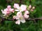 Blossoming apple, flowering apple. Close up. Spring solar background, photo wallpaper